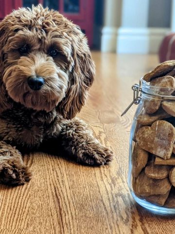 Puppy with dog treats