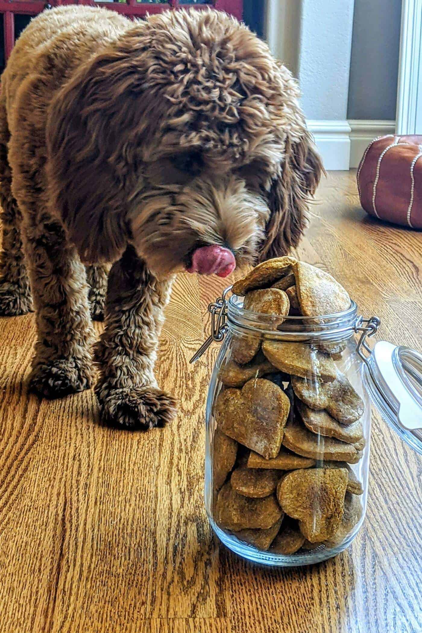 puppy eating pumpkin peanut butter dog treats.