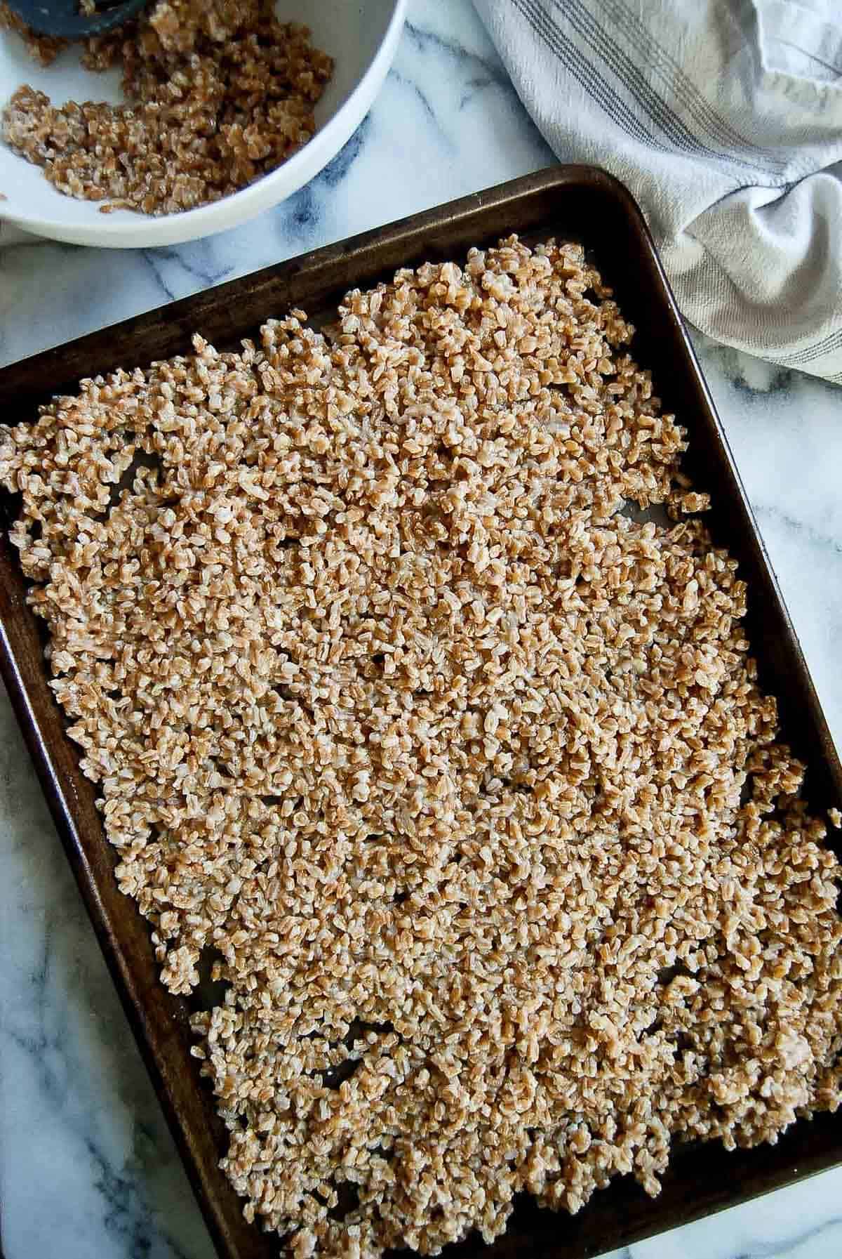 cooked farro on baking sheet for freezing.