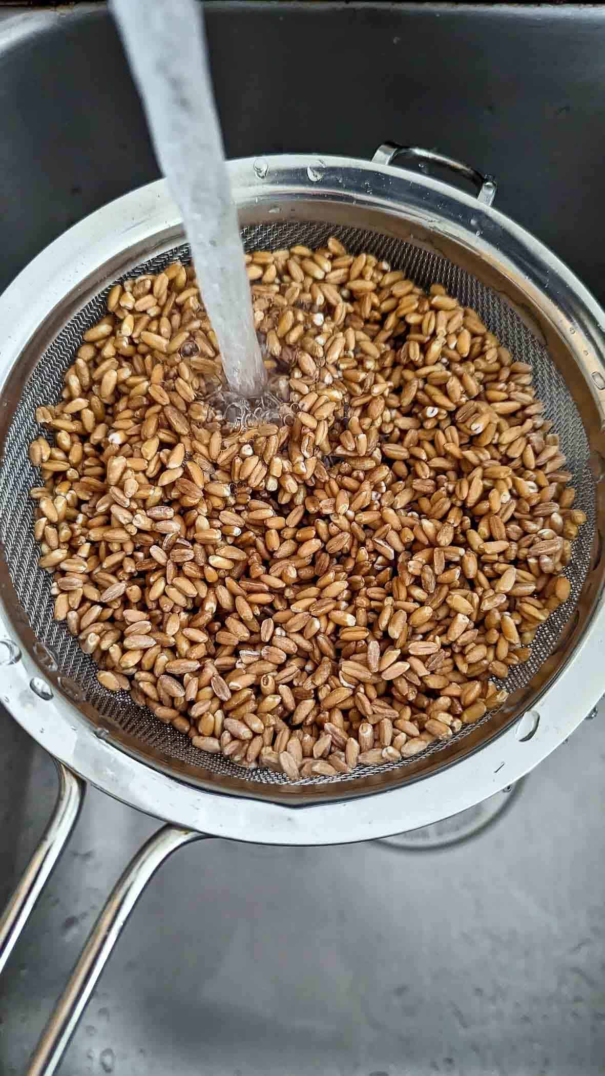 farro in a mesh sieve being rinsed under cold water.