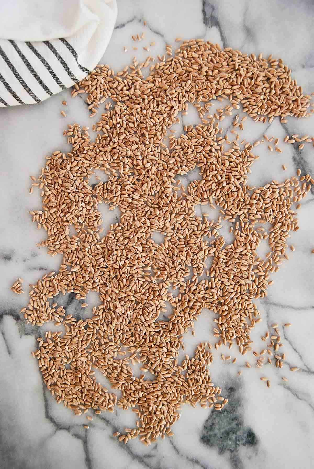 uncooked farro on countertop.