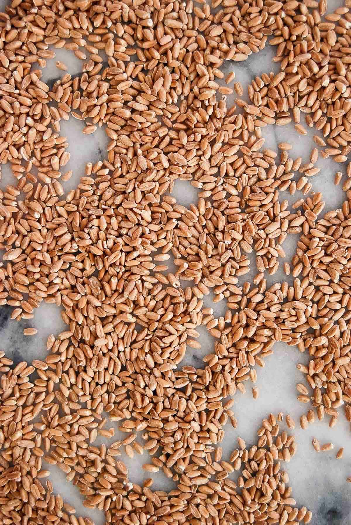 uncooked farro on countertop.